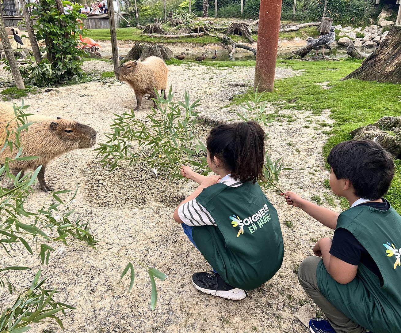 Soigneur en Herbe - Capybaras - Parrot World