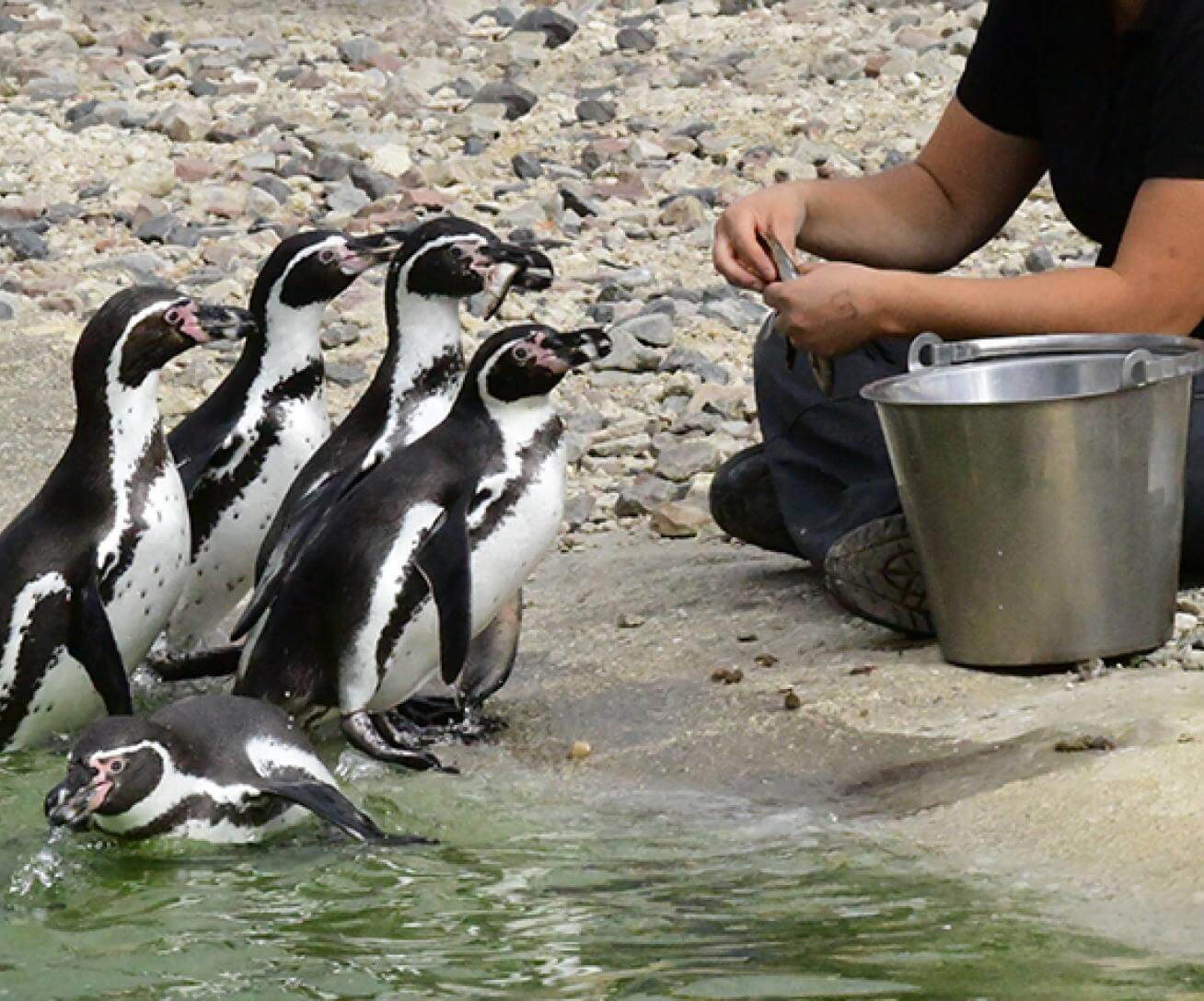 Manchots de Humboldt Parrot World 2 - ©Pierre DURAND