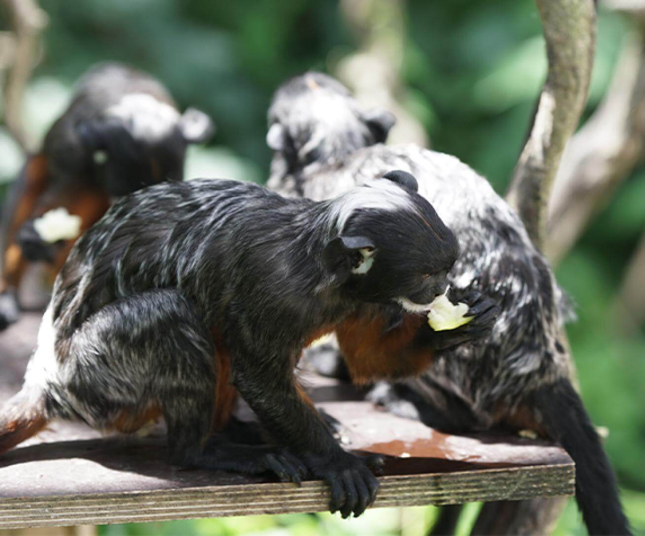 Tamarin labié en train de manger un fruit - singe frugivore au parc animalier Parrot World 77