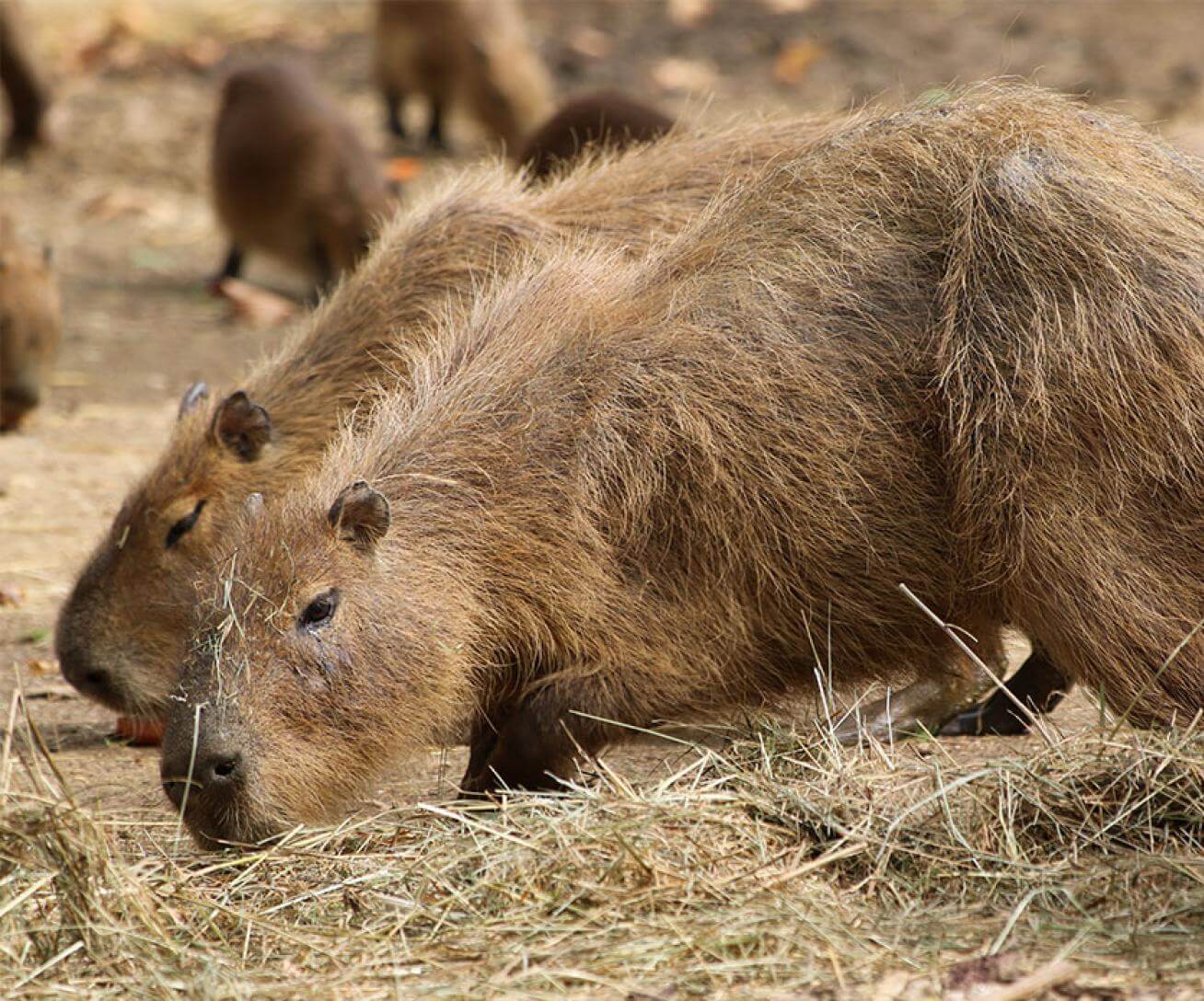 capybara paille