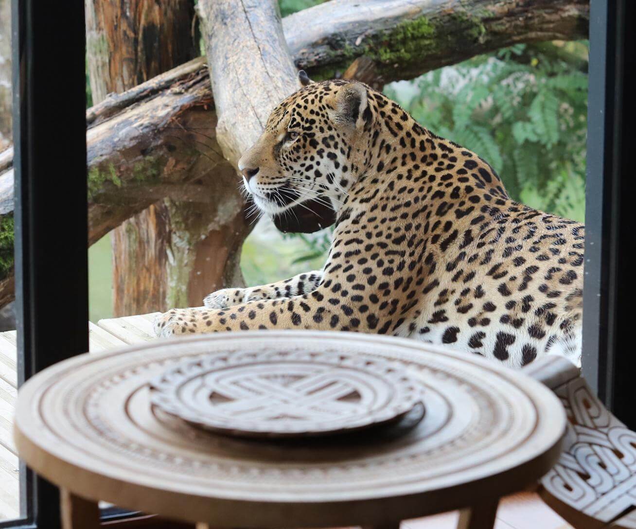 lodge jaguar