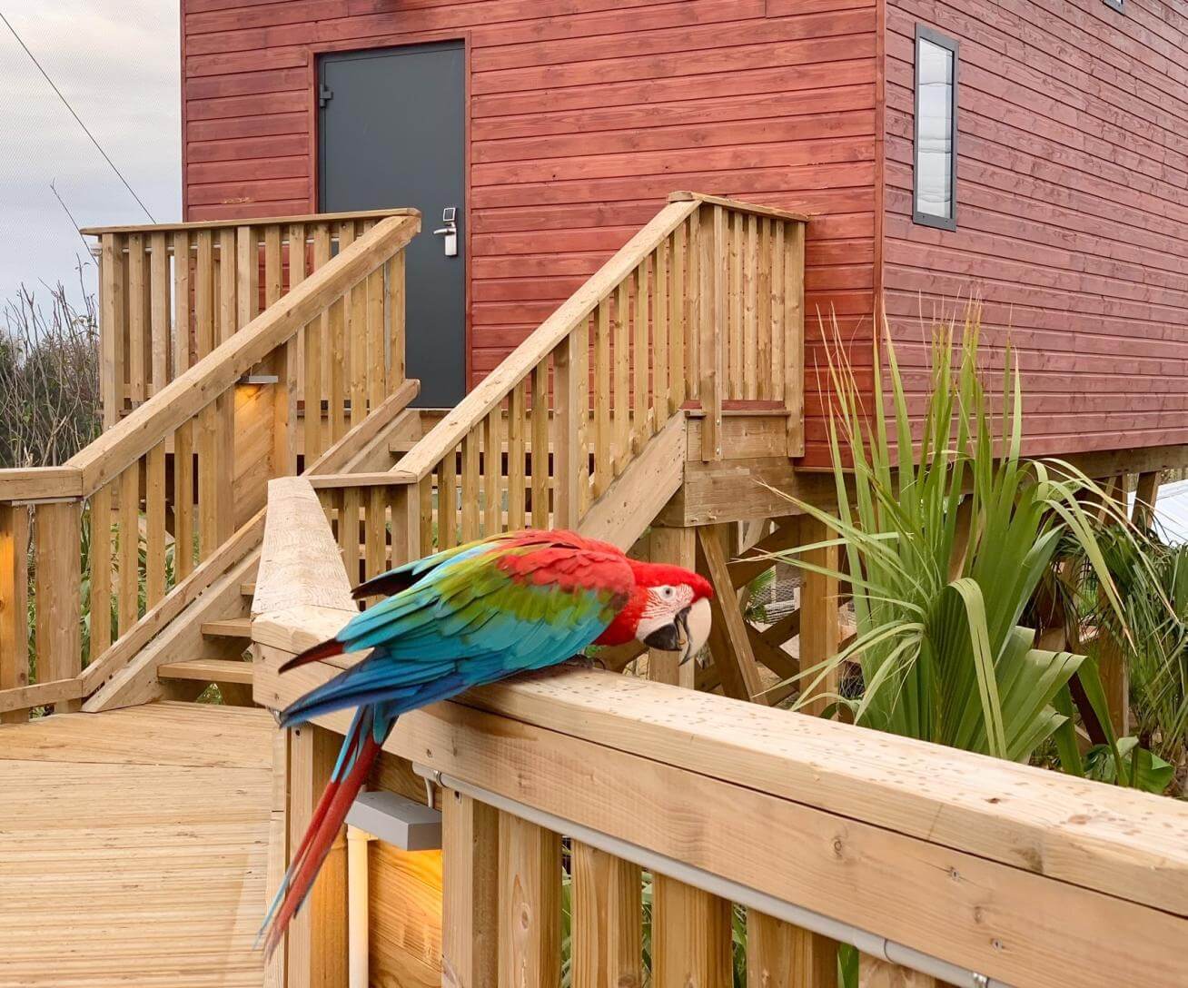 perroquet lodge village parrot world