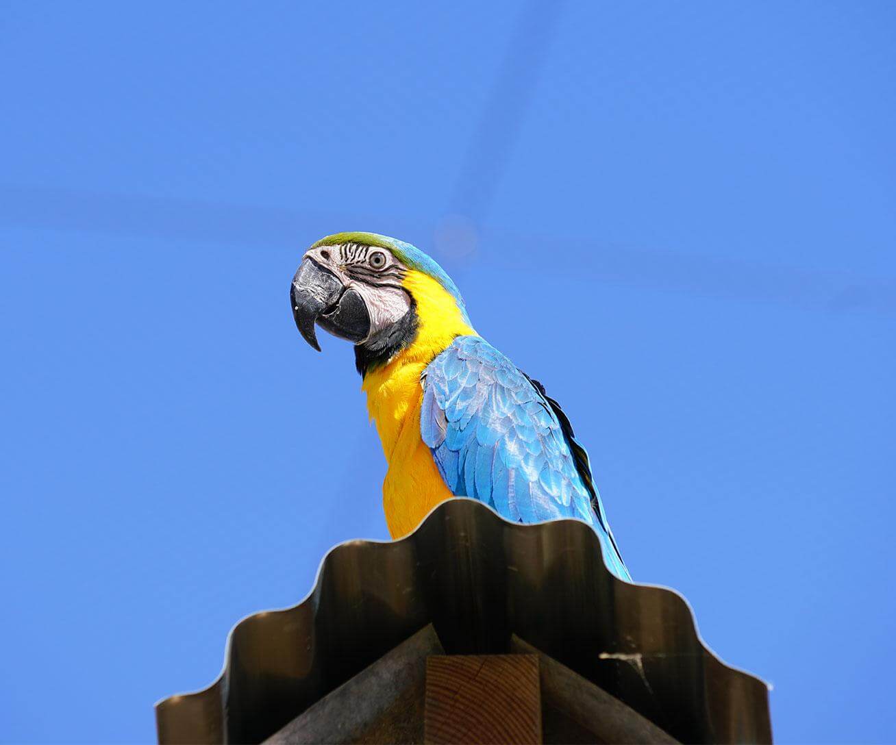 Perroquet perché devant ciel bleu