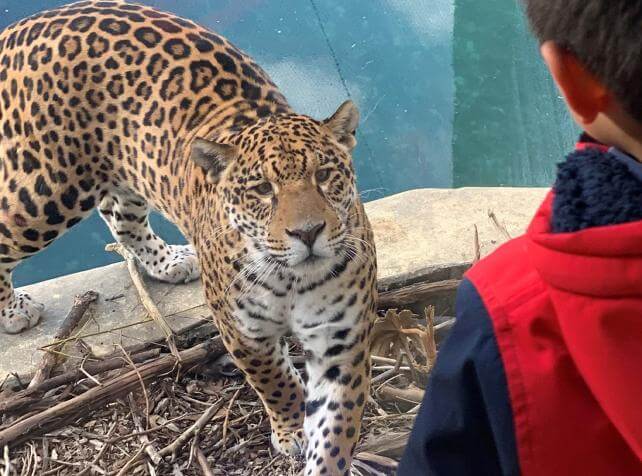 Parc animalier immersif proche de Paris avec jaguars - Parrot World décor Amérique du Sud