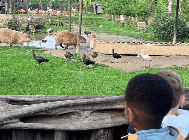 Parrot World Hiver 3