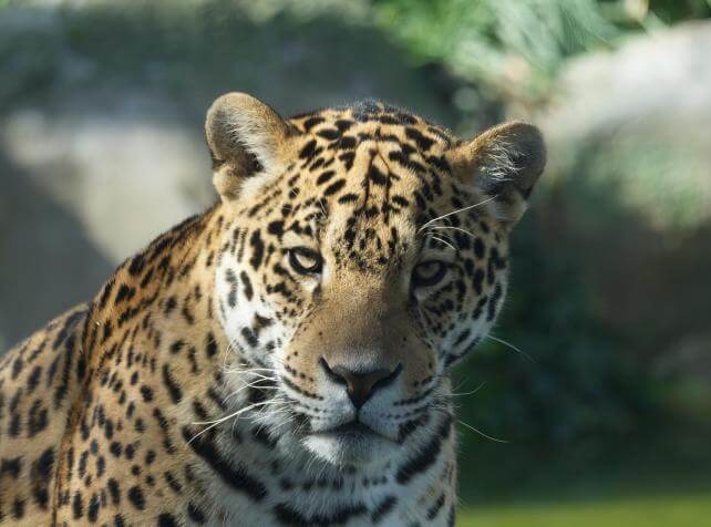 Baalam Jaguar Parrot World 1