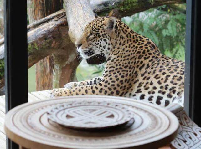 Dormir avec les animaux près de Paris face à un jaguar à Parrot World