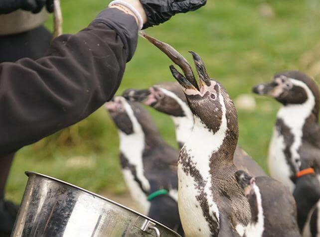 Activités proche de Paris pour nourrir les animaux - Manchots - Nourrir les Manchots - Parrot World