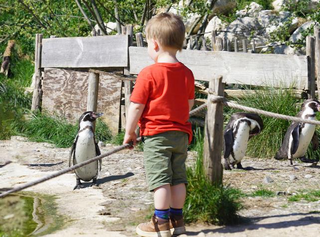 Bambino osserva un pinguino di Humboldt durante una visita a Parrot World vicino a Disneyland Paris