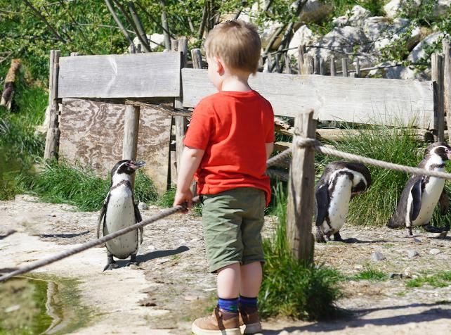 Bambino osserva un pinguino di Humboldt durante una visita a Parrot World vicino a Disneyland Paris