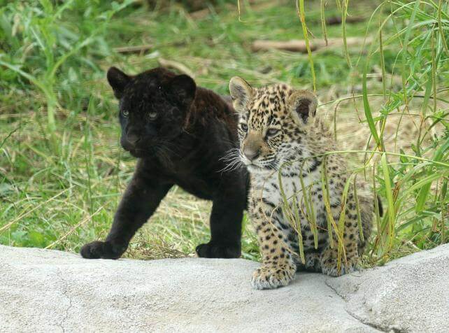 Jaguar Parrot World - Corinne Puch Kilou