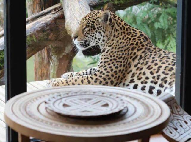 Dormir avec les aniamux en France