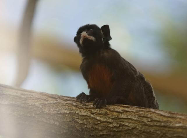 Famille de tamarins labiés avec bébé - petits singes d'Amazonie à Parrot World près de Disneyland