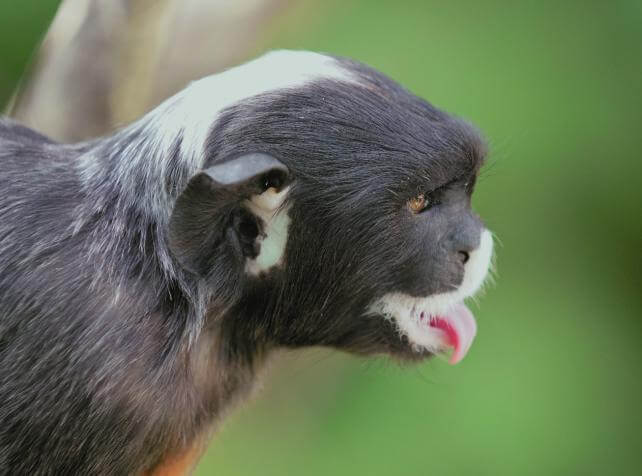Gros plan de tamarin labié - singe au parc animalier Parrot World 77