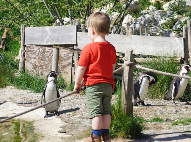 Humboldt-Pinguin und Kind bei Parrot World — Tiere hautnah erleben in der Île-de-France