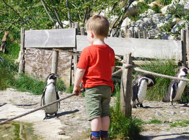 Humboldt-Pinguin und Kind bei Parrot World — Tiere hautnah erleben in der Île-de-France