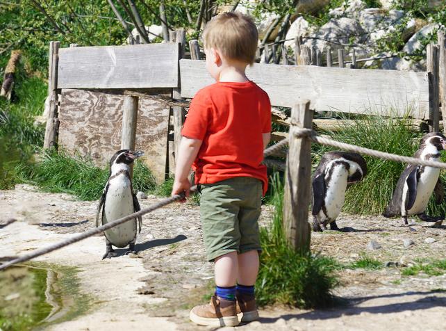 Child face-to-face with a Humboldt penguin at Parrot World near Disneyland Paris