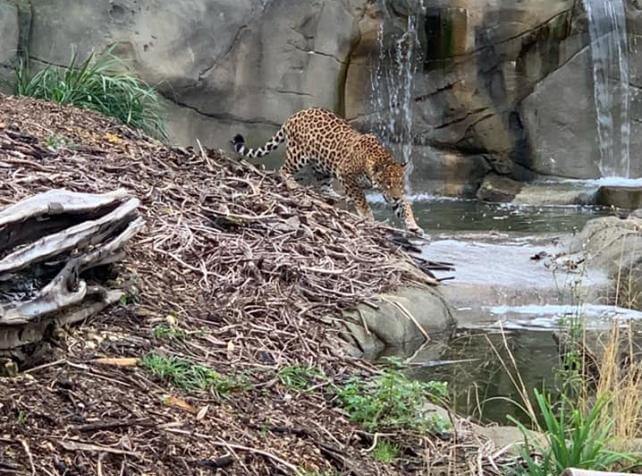 Jaguar Ti'Punchà côté d'une cascade