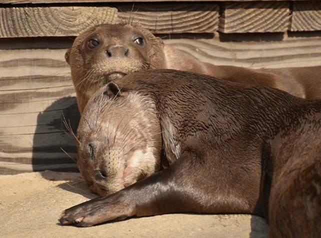 Loutres géantes Parrot World - Beatrice Pandolfino 2
