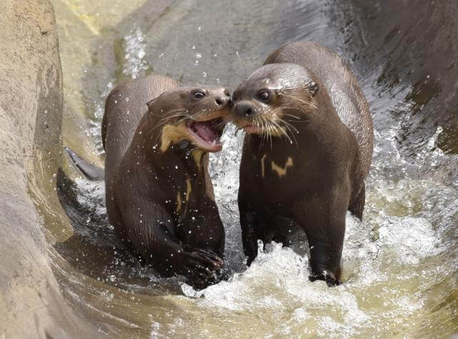 Parc animalier immersif proche de Paris avec loutres géantes du Brésil - Parrot World décor Amérique du Sud