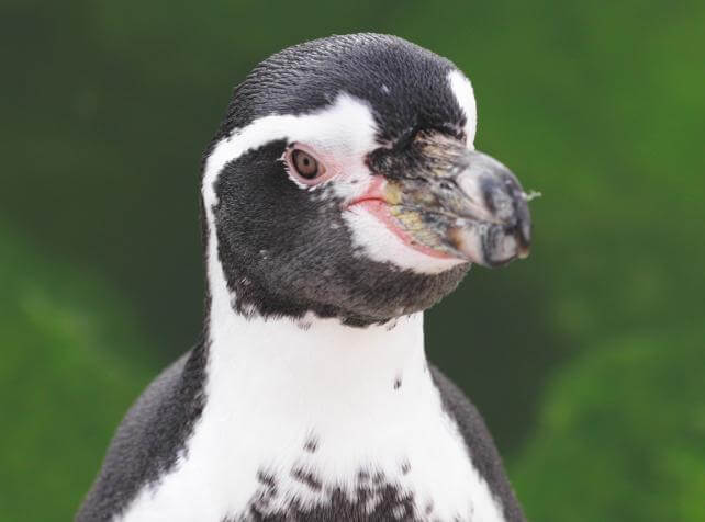 manchot humboldt parrot world