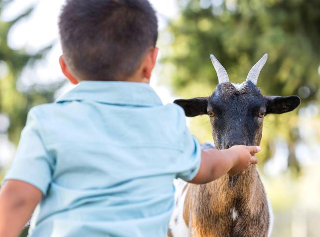 Mini-Farm bei Parrot World — Kind streichelt eine Ziege, Familienausflug rund um Disneyland Paris
