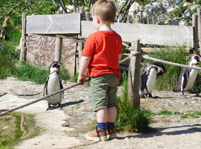 Niño frente a un pingüino de Humboldt en Parrot World, una experiencia única para visitar cerca de Disneyland París