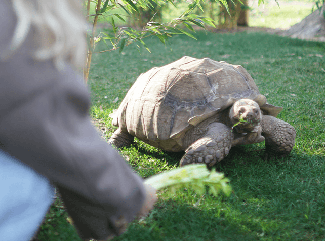 Nourrir les Tortue 2 - Sortie immersive Île-de-France