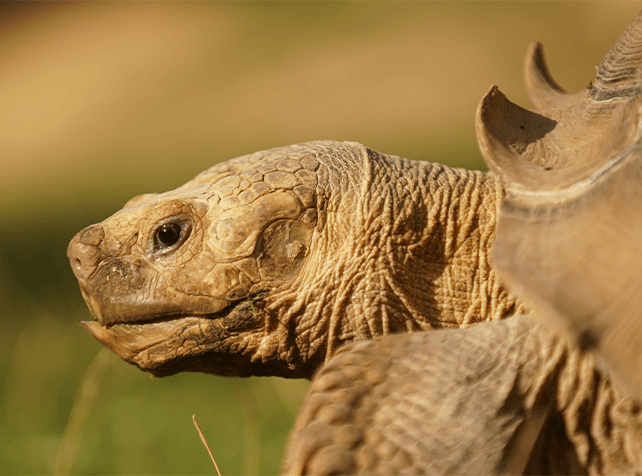 Nourrir les Tortue 3 - Sortie immersive Île-de-France