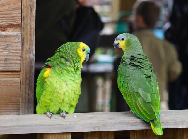 Parc animalier immersif proche de Paris avec perroquets amazones - Parrot World décor Amérique du Sud