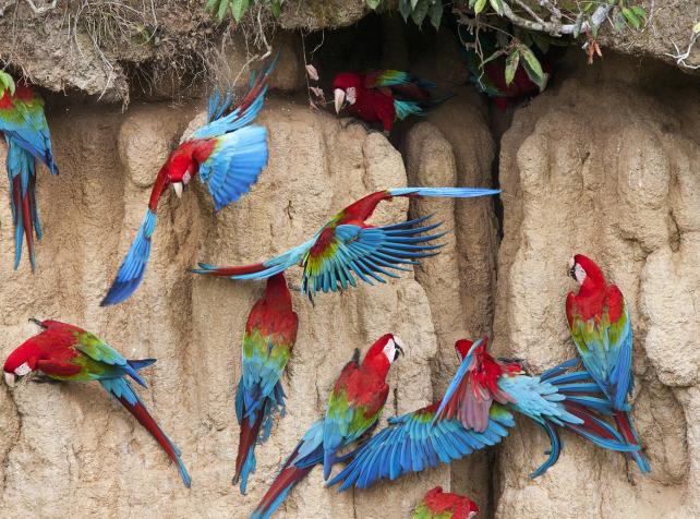 Parrot World - Aras