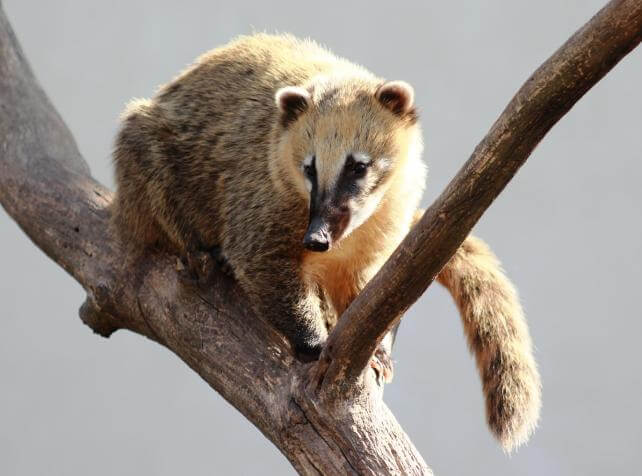 Parrot World Coati_2.jpg
