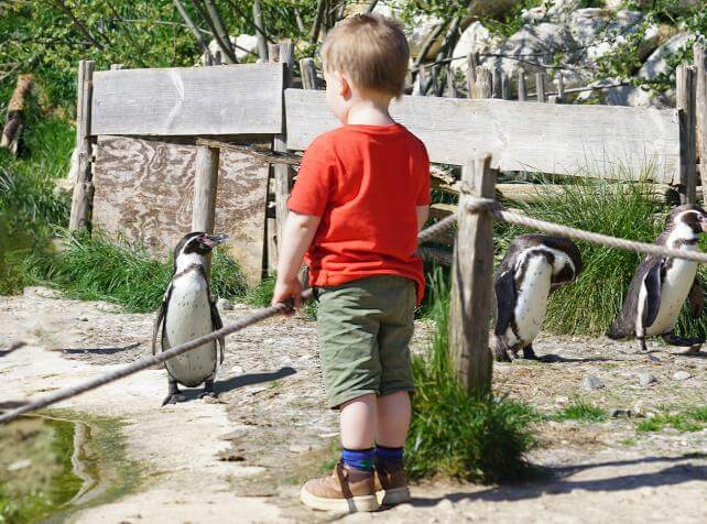 Parrot World parc animalier immersif - Enfant face à un manchot de Humboldt - Que faire autour de Disneyland Paris - Le Guide Complet