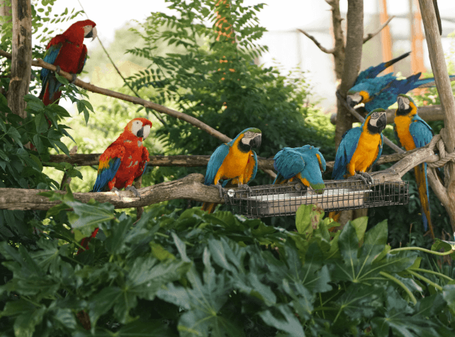 Parrot World parc animalier immersif - Gros plan de perroquets - Que faire autour de Disneyland Paris - Le Guide Complet