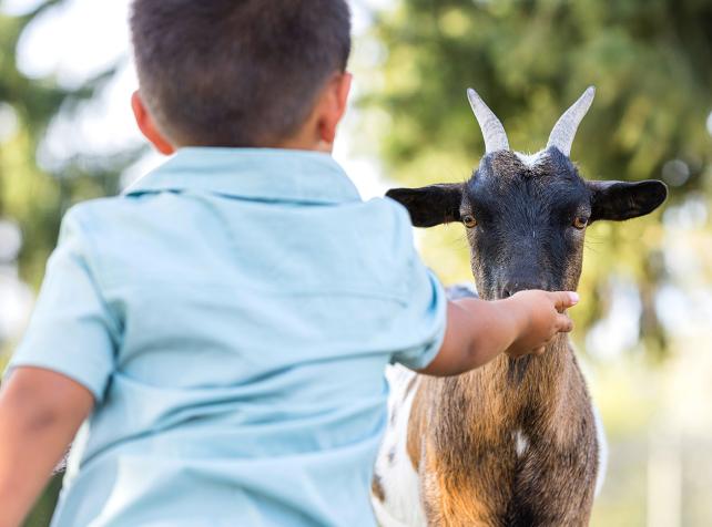 Parrot World parc animalier immersif - Mini-ferme immersive - Enfant touche une chèvre - Que faire pour le pont de l'Ascension 2026 en Île-de-France