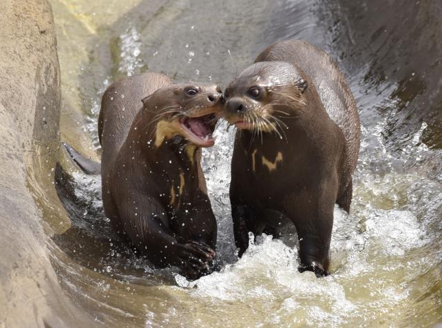 Parrot World parc animalier immersif proche de Paris - Loutres géantes du Brésil - Que faire pour le pont de l'Ascension 2026 en Île-de-France