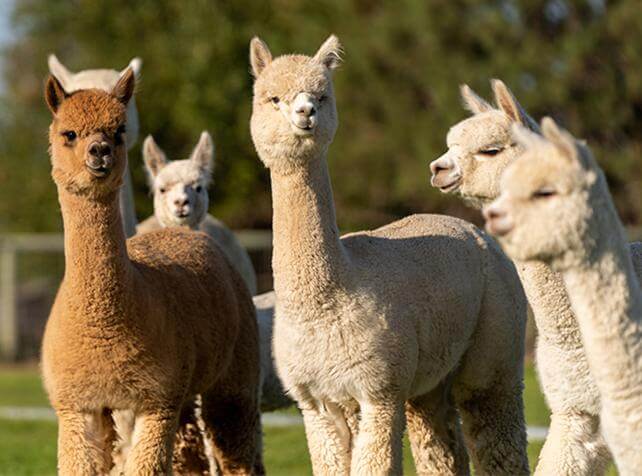 Soigneur en Herbe 10