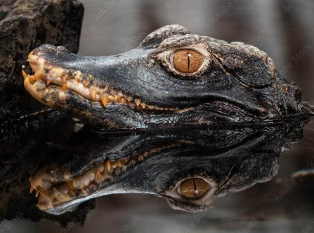 Caïman nain de Cuvier