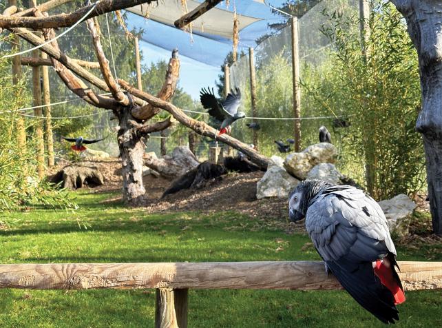 Volière Refuge de Gris du Gabon - Parrot World - Été 2026 en Île-de-France