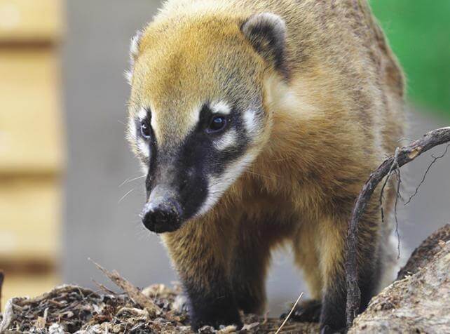coatis