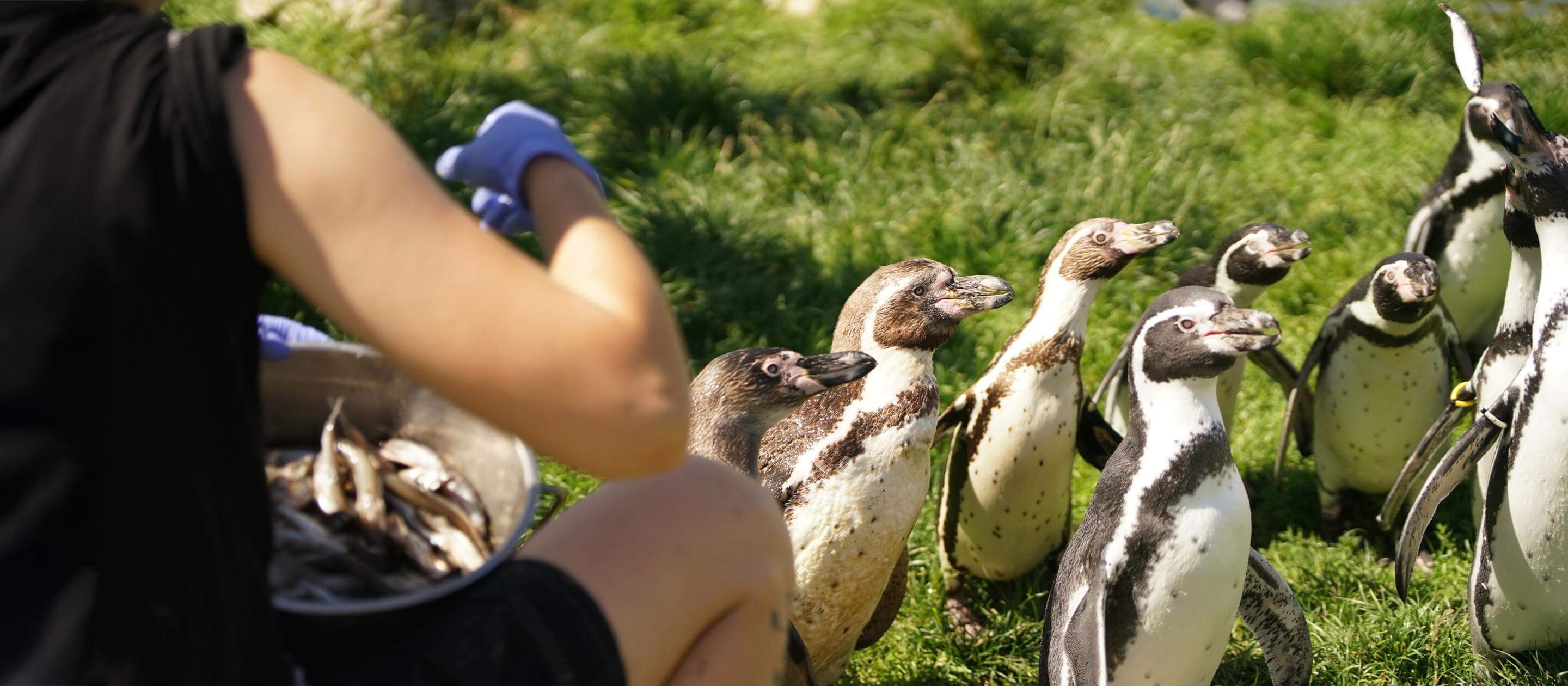 Soigneur animalier Parrot World - 6