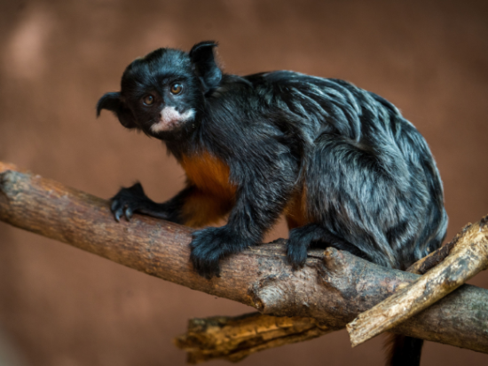 Tamarin labié