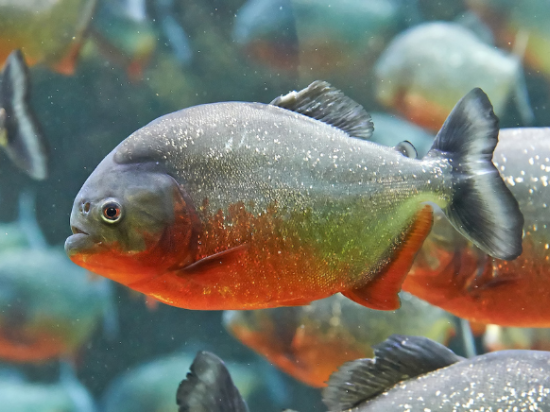 Piranha rouge