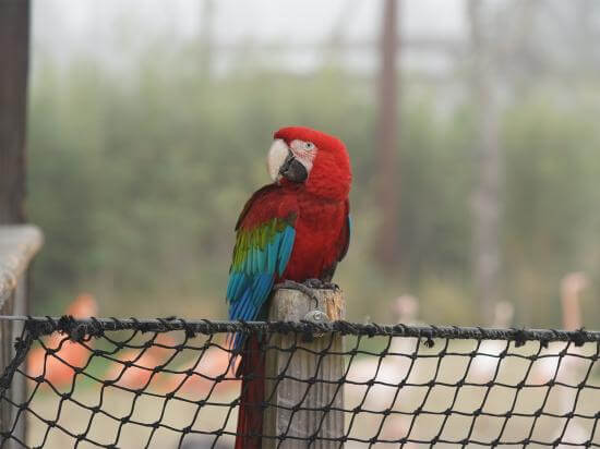 Parrot World - Immersion perroquet