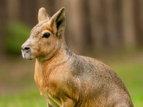 Mara