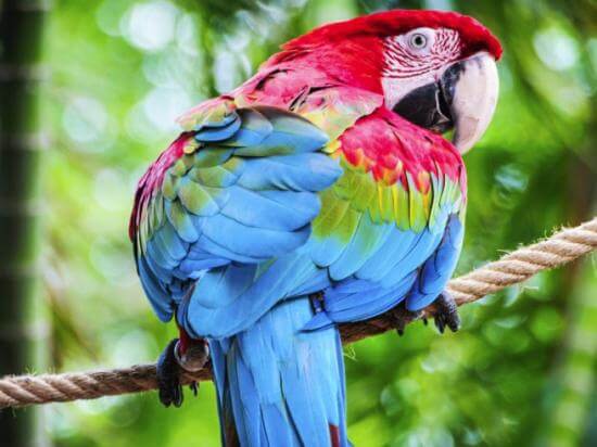 Tout Savoir Sur Les Perroquets I Parrot World Tout Savoir Sur Les Perroquets I Parrot World