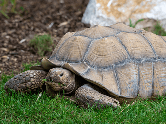 Tortue sillonnée (Centrochelys sulcata) Parrot World