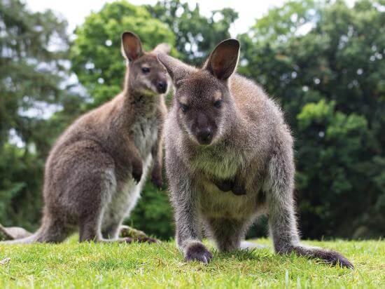 Wallaby de Bennett Parrot World