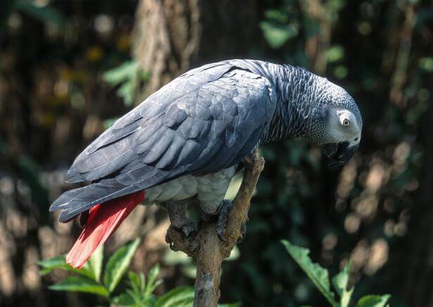 Gris du Gabon Parrot World