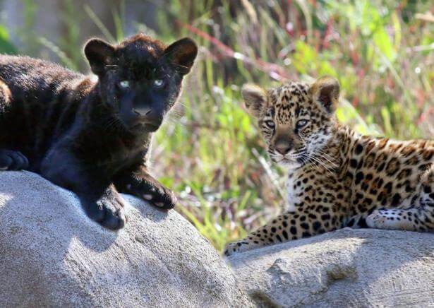 baalam et akabo bébé jaguar parrot world.jpg